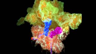 The Ribosome in Protein Synthesis initiation and elongation [upl. by Hassadah]