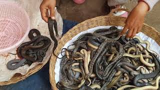 Snake Meat for Sale [upl. by Royal]