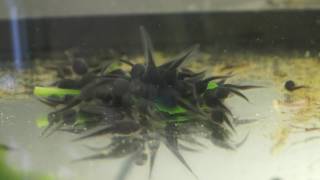 16 day old Barbarophryne brongersmai tadpoles eating spinach [upl. by Leyes]