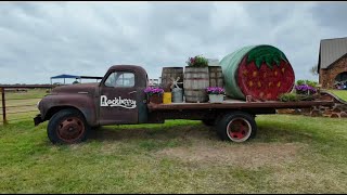 Rockberry Ranch in Poteet Texas I Strawberry Picking Lavender Fields Family Fun [upl. by Bronny167]