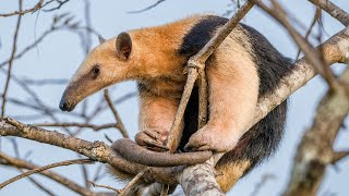 Pantanal  Birds and Wildlife at Araras Eco Lodge  Mato Grosso Brazil 2023  Relaxing Video [upl. by Taimi]