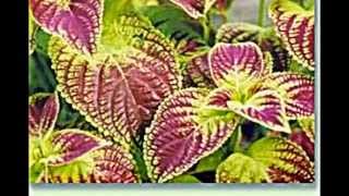 Coleus Buntnessel [upl. by Brag]