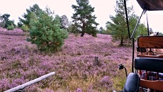 Kutschfahrt in der Lüneburger Heide [upl. by Steinman]