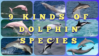 9 Kinds of Dolphin Species [upl. by Enelra]