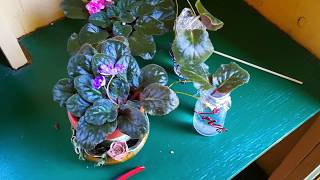 Easy Way to Root African Violets [upl. by Nemra49]