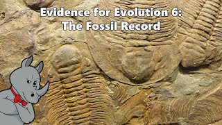 Evidence for Evolution  The Fossil Record [upl. by Kirk]