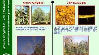 Antracnosis en olivar [upl. by Hirz]