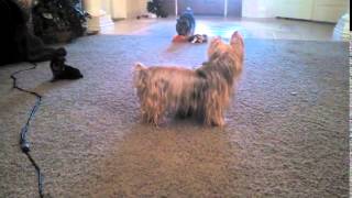 Silky Terrier Puppies Playing Sneezing [upl. by Lynne904]