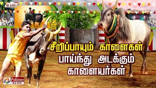 🔴LIVE  Polimer News Live  வன்னியன்விடுதி புதுக்கோட்டை ஜல்லிக்கட்டு [upl. by Idalina]