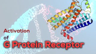 Activation of G protein receptor  G Proteincoupled Receptor [upl. by Nilyam]