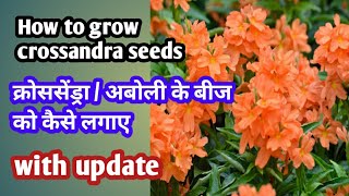 How to grow Crossandra seeds with updatekankambramfirecracker plantaboli kavyagardengallery [upl. by Kiel]