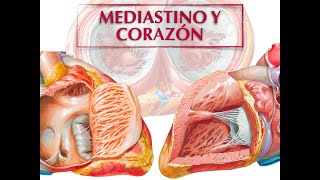 MEDIASTINO Y CORAZÓN [upl. by Enovi]