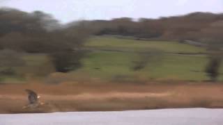 Bittern in flight Rare sight Leighton Moss 131112 [upl. by Gaelan975]