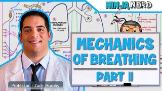 Respiratory  Mechanics of Breathing Inspiration  Part 2 [upl. by Drawyeh945]