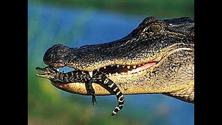 JACARÉS E CROCODILOS BOTAM OVOS Como esses animais criam seus filhotes [upl. by Jenness]