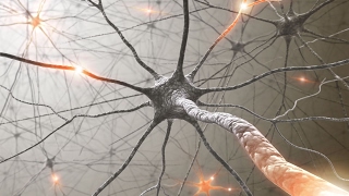 Neuroplasticity How To Rewire Your Brain [upl. by Asena]