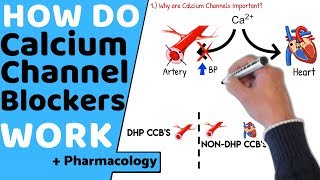 How do Calcium Channel Blockers Work Pharmacology [upl. by Odanref]