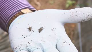 Successful vine weevil control in strawberries using NemaTrident Range from Bionema [upl. by Currey]