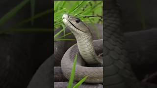 Black Mambas Facts About the Worlds Deadliest Snake [upl. by Zrike]