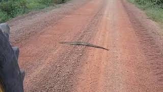 Cobra cascavel no meio da estrada olha so a reação dela [upl. by Nuhsar]