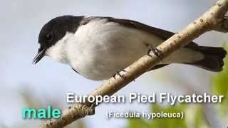 Pied Flycatcher  European Pied Flycatcher Bird Call and Pictures for Teaching BIRDSONG [upl. by Nrehtak]