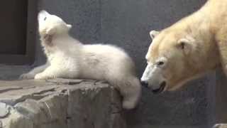 A polar bear cub roars by the mother Lara at Sapporo Maruyama Zoo Japan [upl. by Drogin]