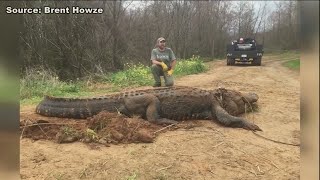 Massive gator found in Southwest Ga [upl. by Giff468]