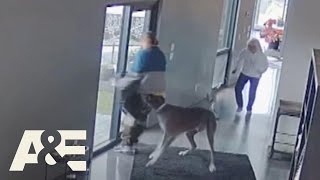 Great Dane Fights Off Intruder During Home Robbery  An Animal Saved My Life  AampE [upl. by Castera]