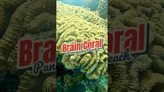 Brain Coral Panagsama Beach Cebu Philippines [upl. by Arny]