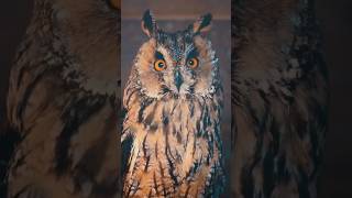 Owl Sounds Longeared owl [upl. by Atinele]