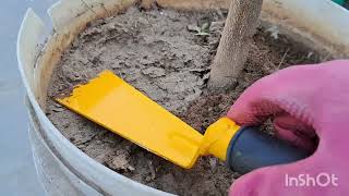 How To Repot Curry Plant root pruningsoil mixture viral tranding vedioorganic gardening [upl. by Abehshtab]