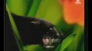 Bounty Chocolate  Jungle Commercial  Advert 1998 directed by Nelson McCormick [upl. by Aicilec]