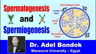 Spermatogenesis and Spermiogenesis Dr Adel Bondok [upl. by Nyltak145]