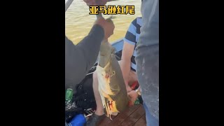 戶外捕魚：漁民在亞馬遜河釣魚時發現了一條翻著白肚皮的紅尾鯰 釣魚 亞馬遜 戶外 [upl. by Hammel819]