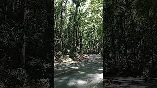 Manmade Forest Bohol [upl. by Gardiner]