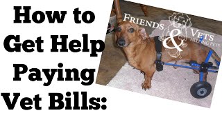 How to Get Help Paying Vet Bills Friends amp Vets Helping Pets Vet Bill Assistance Program [upl. by Nork278]