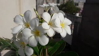 Summer Care of Champa  Plumeria Plant  How to Care Champa in Summer to Get Maximum Flowers [upl. by Eiliak]