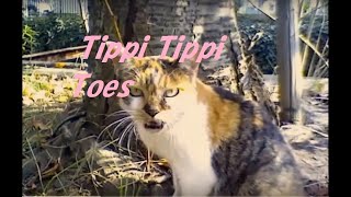 Paul McCartney Tippi Tippi Toes ポール・マッカートニー ティピ・ティピ・トウ [upl. by Atworth739]