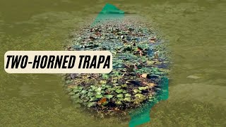 Twohorned Trapa Invasive Plant [upl. by Dannie]