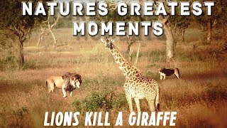 Natures Greatest Moments  Lion Pride Kill Giraffe [upl. by Eoj]