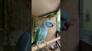 Beautiful Parrot Beak Aseel Breeding in Hopeland [upl. by Modeerf]