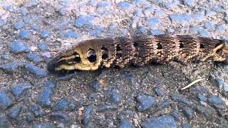 Elephant Hawk Moth Caterpillar on a Footpath HD [upl. by Annahsad405]