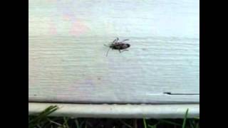 HOW TO MAKE YOUR OWN HOMEMADE BOX ELDER BUG KILLER [upl. by Cleti]