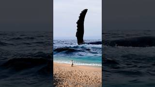 The humpback whales pectoral fin blow is very large and scary [upl. by Enylekcaj304]