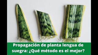 🌱Como Reproducir Planta Suculenta Lengua de Suegra Paso a Paso🌱Sansevieria 🌱 Espada de San Jorge [upl. by Giess]