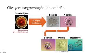 Embriologia  primeira e segunda semanas de gestação [upl. by Catherina227]