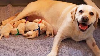 Labrador Retriever Dog Breeds Giving Birth And Nursing Puppies [upl. by Orozco699]