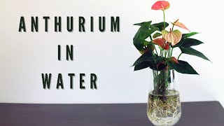 HOW TO PLANT ANTHURIUM IN WATER [upl. by Delores606]