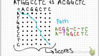 global sequence alignment [upl. by Yeleek152]