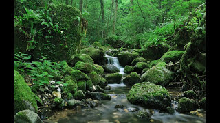 SONIDO DEL AGUA FLUYENDO EN EL RIO PARA DORMIR  WATER SOUND IN THE RIVER FLOWING TO SLEEP [upl. by Alf]